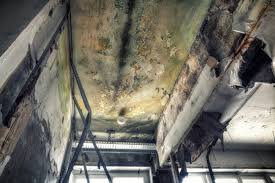 Mold Odor Removal Services in South Congaree, SC